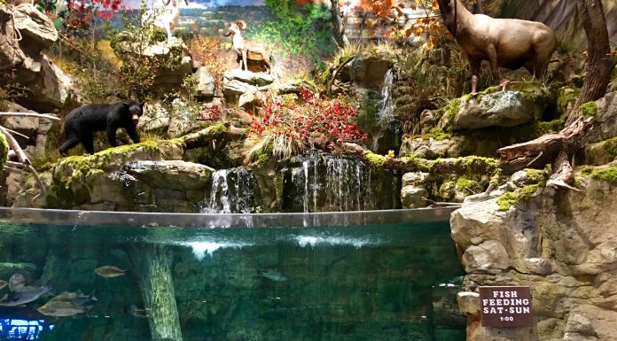 Man goes Swimming at his local bass pro shop (video) Man Goes Swimming in Bass Pro Shops